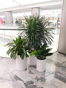 宁波慈溪绿化修剪价格实惠 宁波慈溪绿化修剪价格实惠